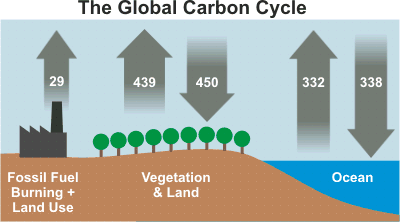 Carbon_Cycle